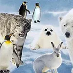 Un urs polar, un leopard zăpezilor, pinguini, o focă pui și un iepure sălbatic stau pe un fond înghețat