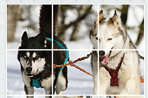 Doi câini husky înhămați alergând prin zăpadă cu copaci în fundal, împărțiți în nouă secțiuni pătrate