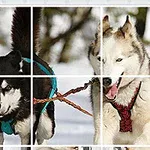 Doi câini husky înhămați alergând prin zăpadă cu copaci în fundal, împărțiți în nouă secțiuni pătrate